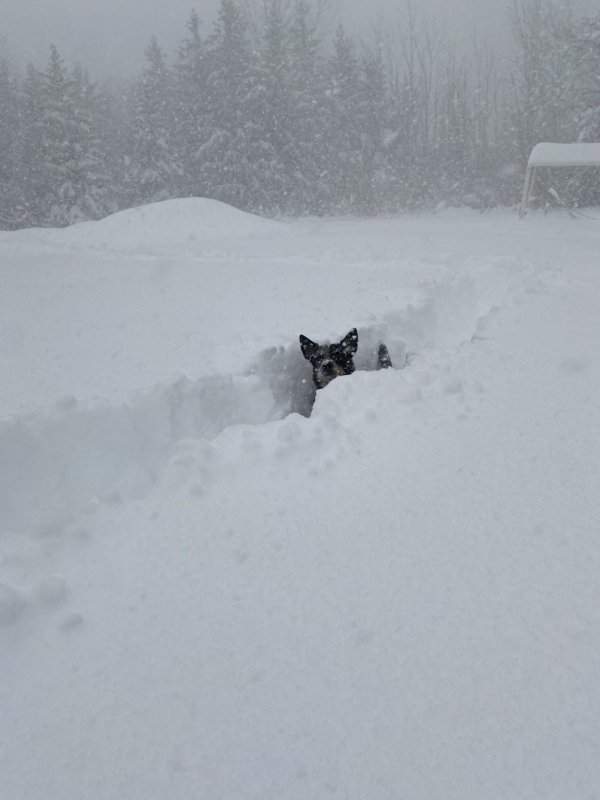 А вот собачке по кайфу прыгать по снежным сугробам