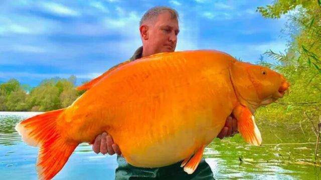Британский рыбак выловил одну из крупнейших в мире золотых рыбок