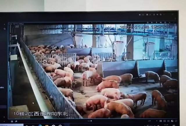 В Китае построили небоскреб для свиней