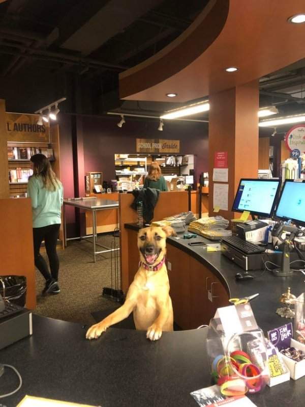 «Моя собака работает в книжном магазине при университете»