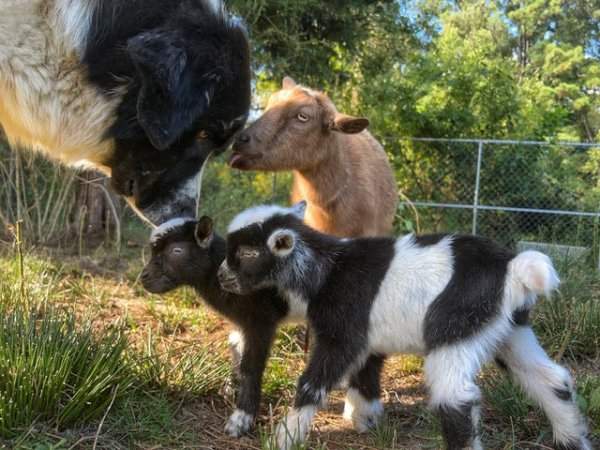 Новорождённые козлята и их верный и лохматый пастух