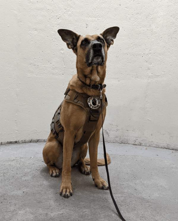 Сорра — служебная собака, которая предупреждает своего хозяина об обмороках и помогает ему справляться с посттравматическим стрессовым расстройством и аутизмом