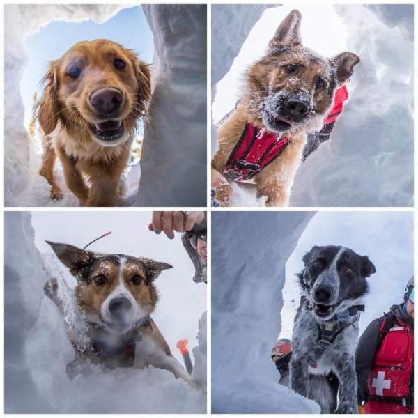 Счастливые моськи собак-спасателей, которые во время учений успешно нашли людей, оказавшихся под огромным слоем снега