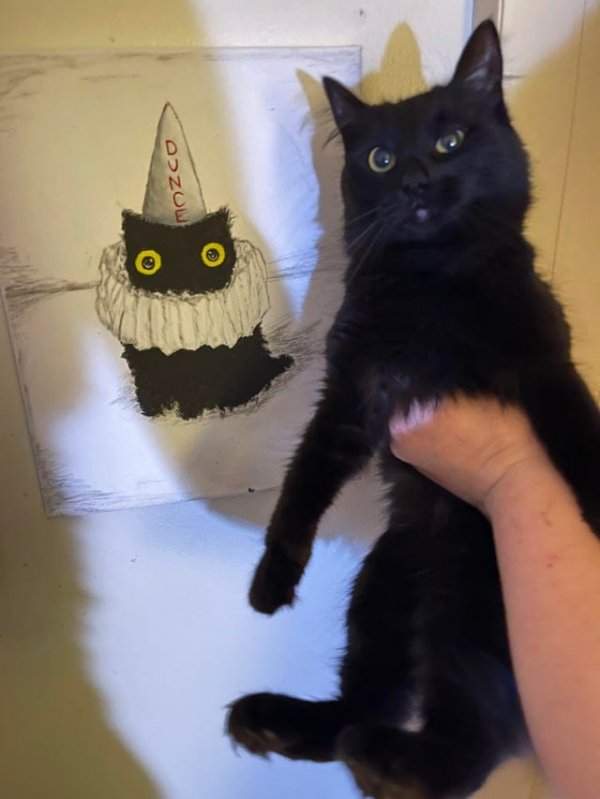 «Нашёл на помойке картину с изображением кота, который очень похож на моего. Забрал домой»