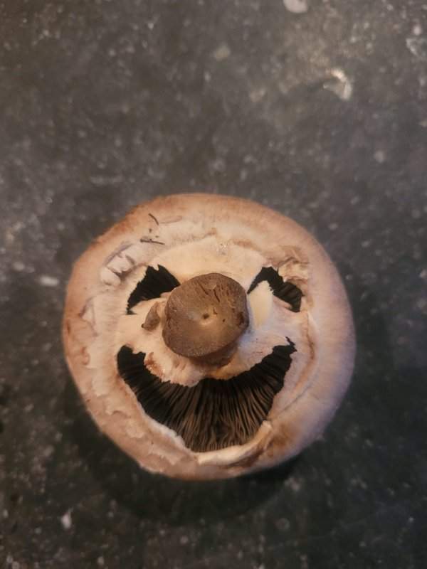 Этот гриб похож на клоуна