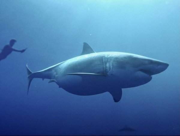 Опасная белая акула