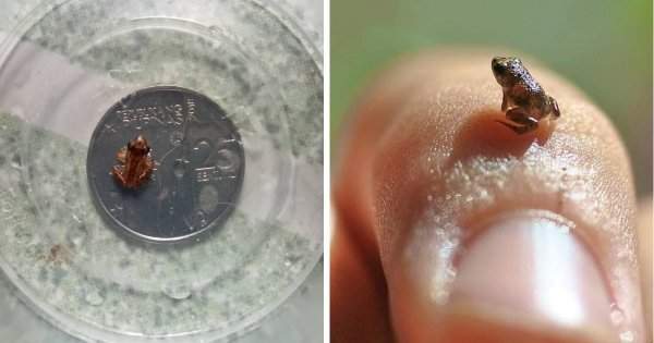 Лягушка Paedophryne — 7,7 миллиметров