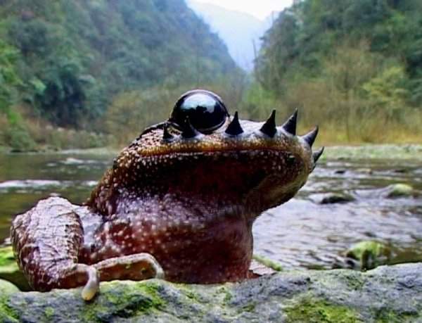 Жаба чесночница — животное, которое носит усы