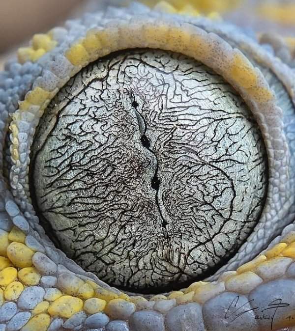 Глаз геккона токи