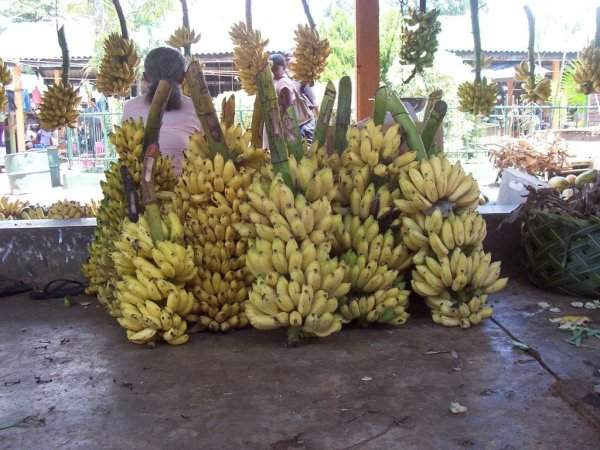 Плантан — овощная разновидность банана