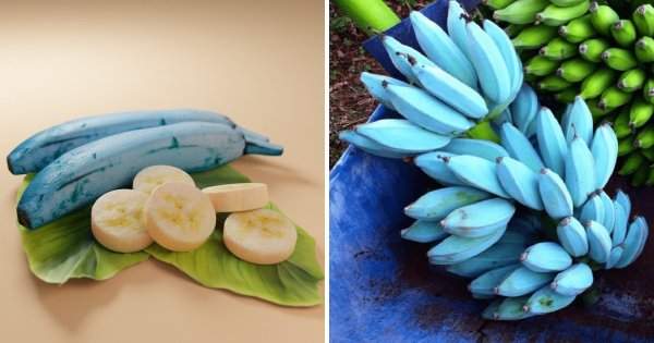 Бананы «Голубая Ява», напоминающие по вкусу ванильное мороженое