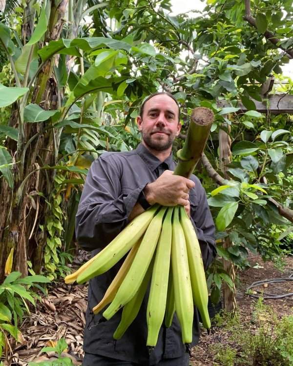 Бананы «Рог носорога» — вырастают в длину до 60 сантиметров