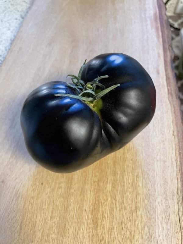 Чёрный помидор может достигать крупных размеров