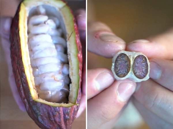 Плоды какао и зёрна какао изнутри