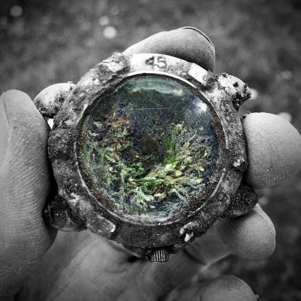 Часы, найденные мною, природа превратила в мини-террариум