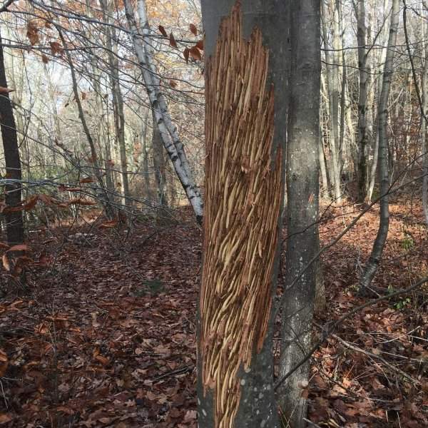 Узор на дереве, оставленный оленем или лосем