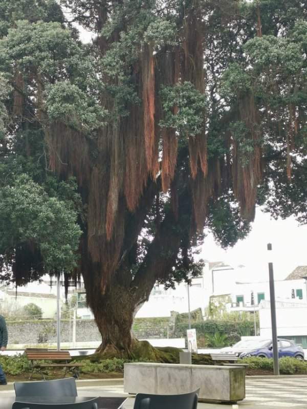 Величественное дерево похутукава