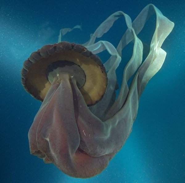 Редкая глубоководная медуза Stygiomedusa Gigantea