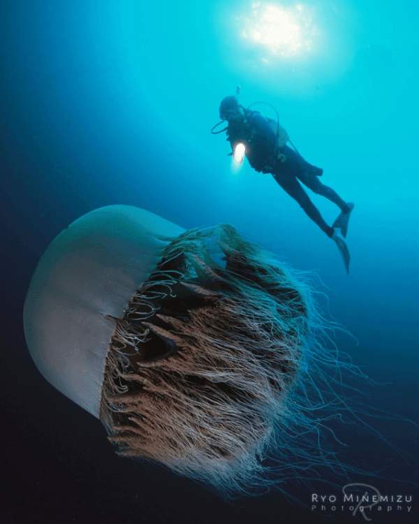 Медуза Номура. Достигает чрезвычайно крупных размеров