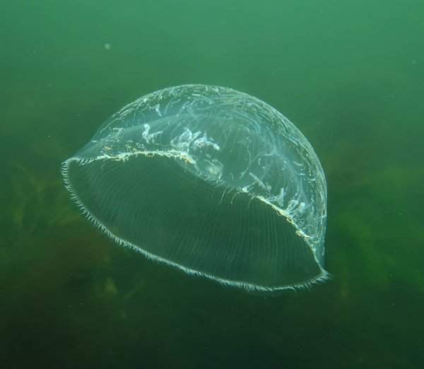 Прозрачная медуза