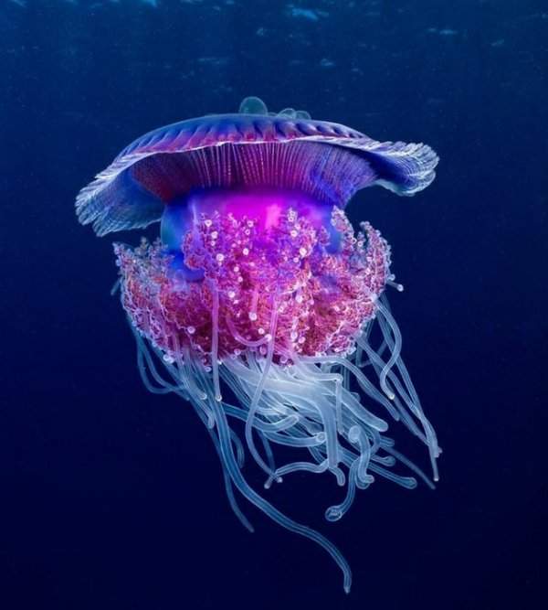 Медуза-цветная капуста