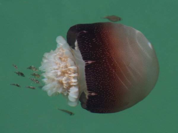Stomolophus meleagris или медуза-пушечное ядро