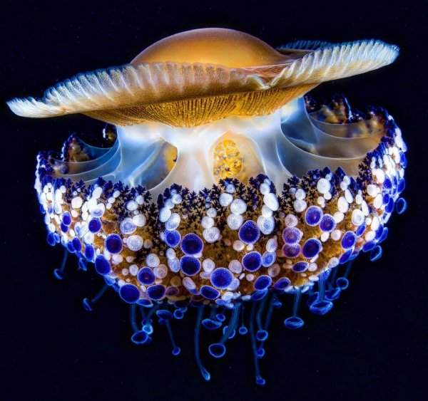 Средиземноморская или медуза-жареное яйцо