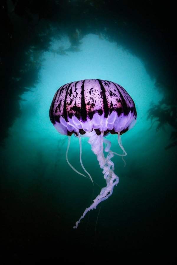 Фиолетовая полосатая медуза