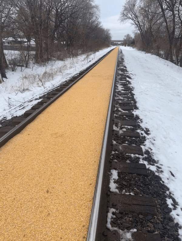 Нет, это не волшебная дорога, а просто рассыпанное зерно кукурузы
