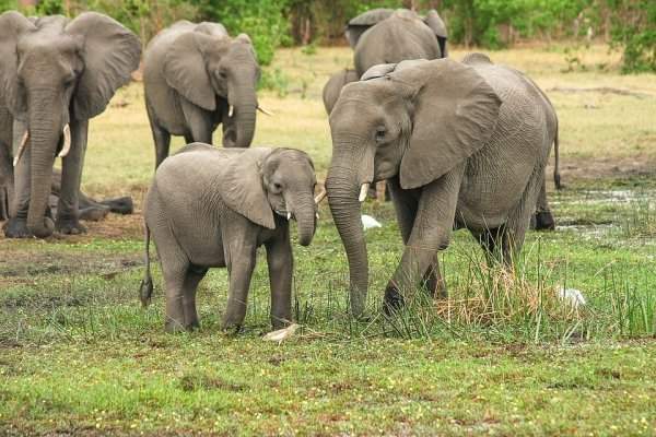 Африканский слон, 70 лет — 9 место