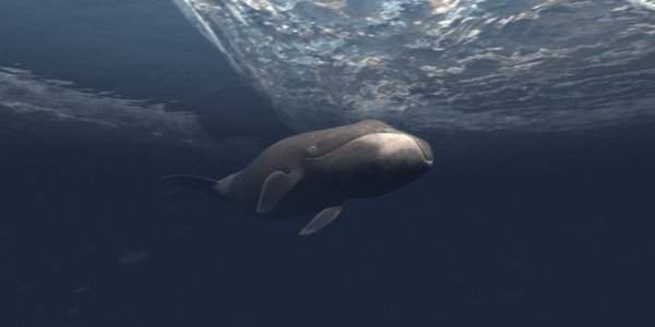 Гренландский кит и ящерица гаттерия, 150 лет — 8 место