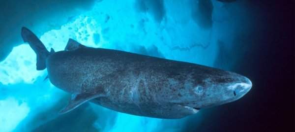 Гренландская полярная акула и трубчатые черви, 300 лет — 5 место