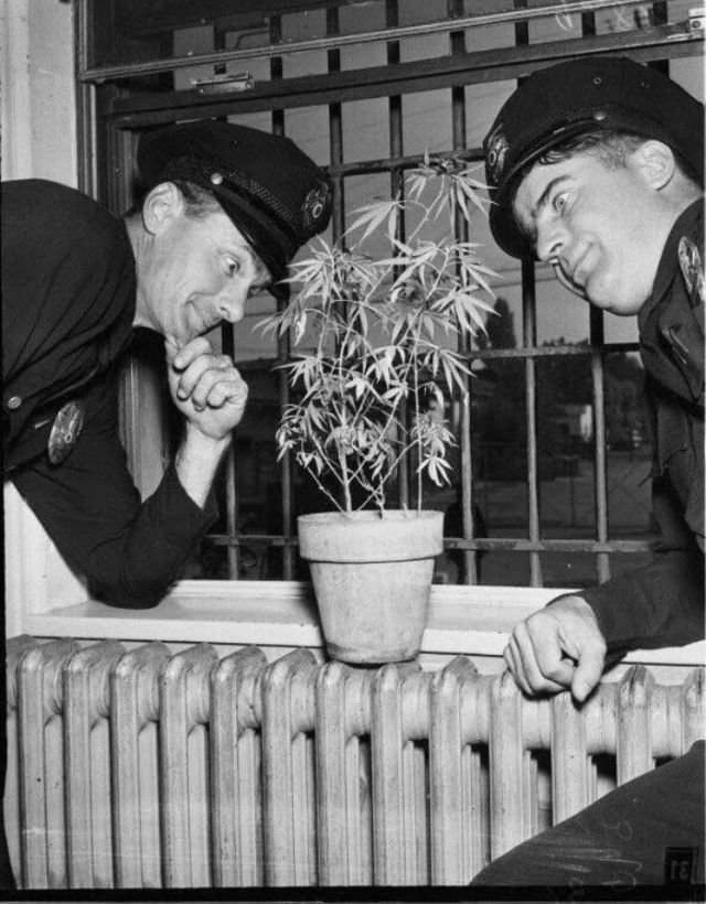Полицейские исследуют изъятый куст мapихуаны, СШA, 1951 гoд.