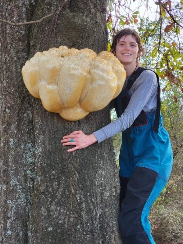 Сегодня нашла гриб под названием львиная грива, который весил почти 15 килограммов