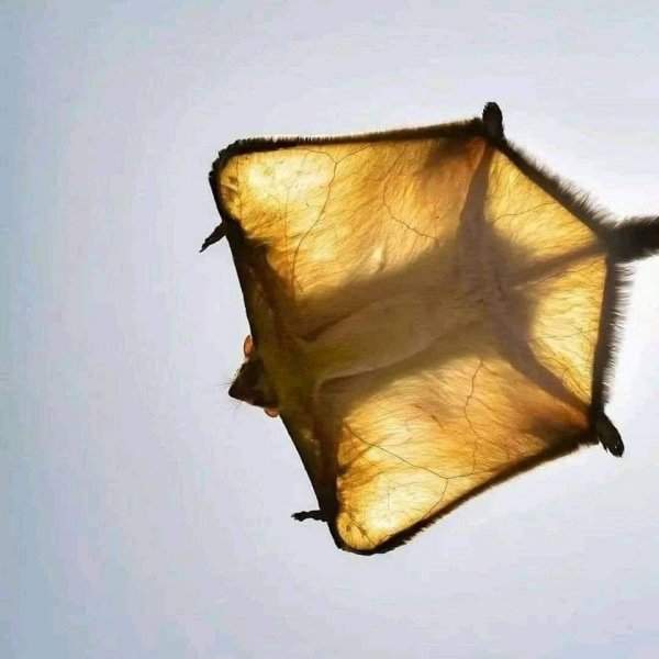 Индийская гигантская летяга, парящая под солнцем
