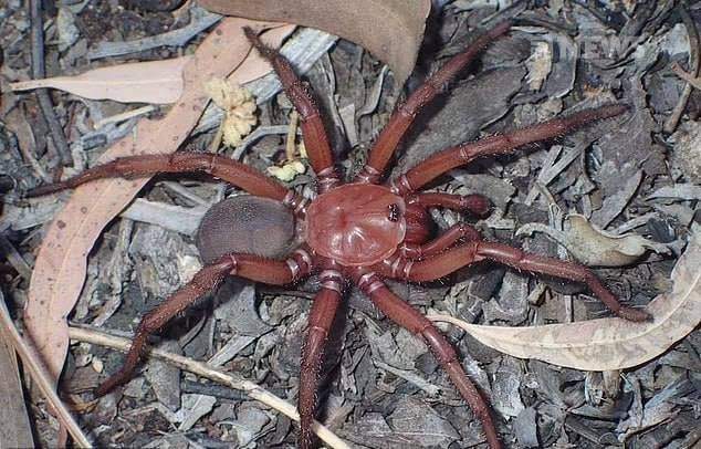 Ужас для арахнофобов: в Австралии нашли новый вид огромных пауков