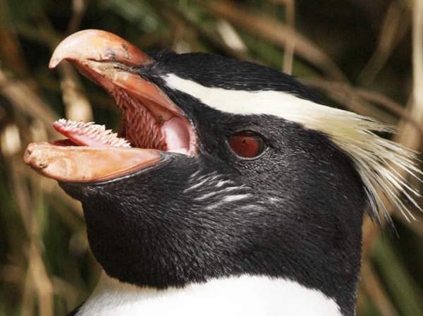 У пингвинов тоже есть довольно интересные и необычные зубы