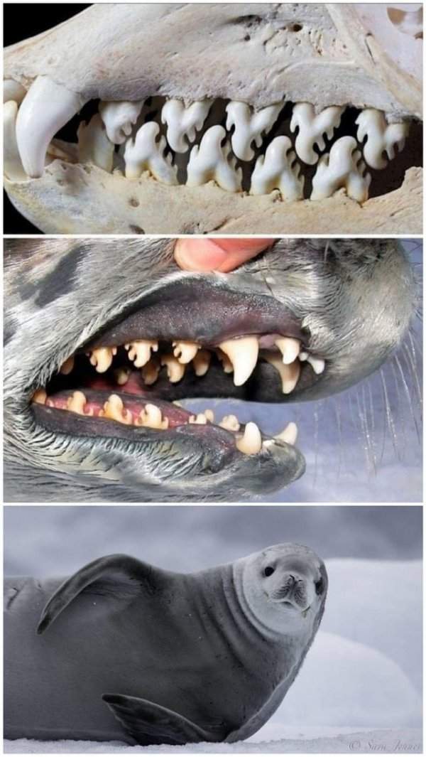 Тюлени-крабоеды имеют зубы необычной формы, позволяющие им отсеивать криля из воды