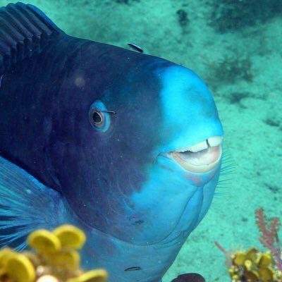 Благодаря своим крепким зубам рыба-попугай может жевать кораллы и не беспокоиться о сохранности своей улыбки