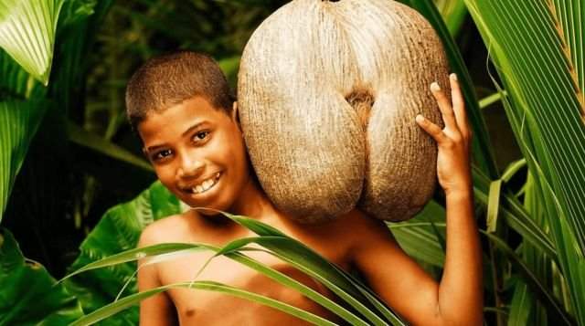Это самое большое семя в мире, принадлежащее сейшельской пальме