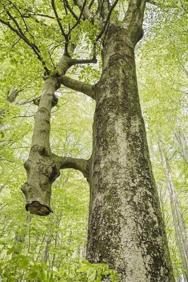 Дерево, спасённое другим деревом