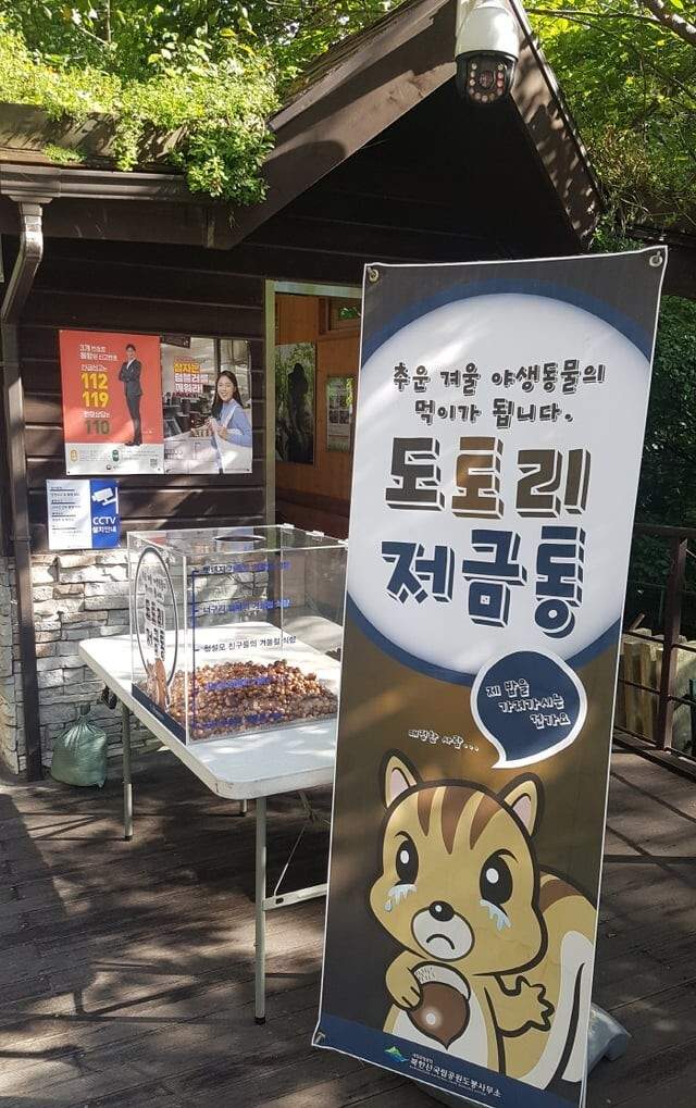 В Корее заботятся о животных, потому на входе в парк есть табличка, что брать орехи/жёлуди брать нельзя, так как белкам зимой нечего есть