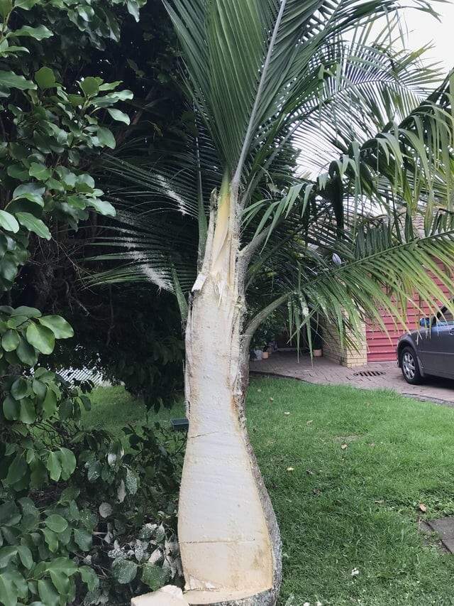 Как выглядит ствол пальмы