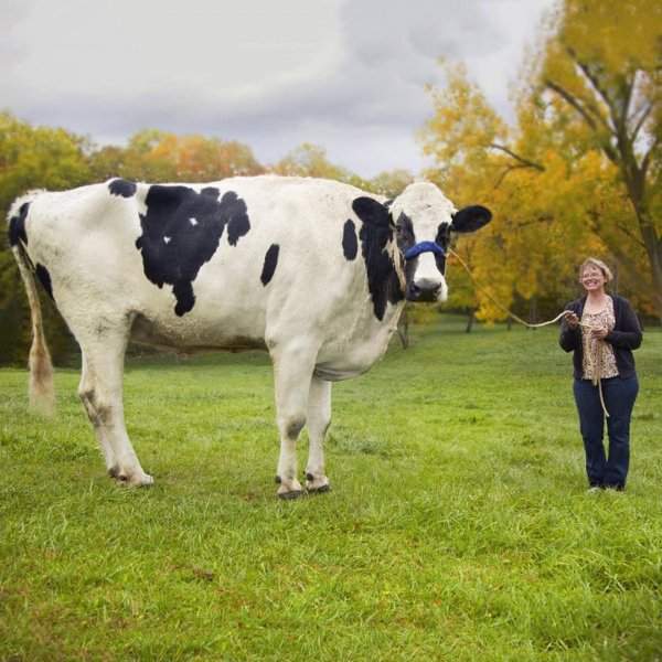 Знакомьтесь, это Блосом — самая высокая корова в мире