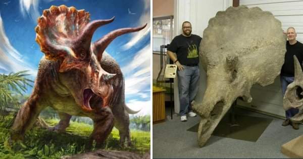 Трицератопс — рогатый гигант, весивший больше 10 тонн