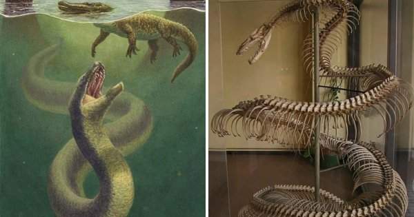 Титанобоа — гигантская змея, являлась близким родственником удава