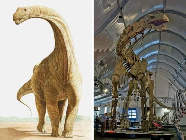 Аргентинозавр — один из самых крупных динозавров, когда-либо живших в Южной Америке