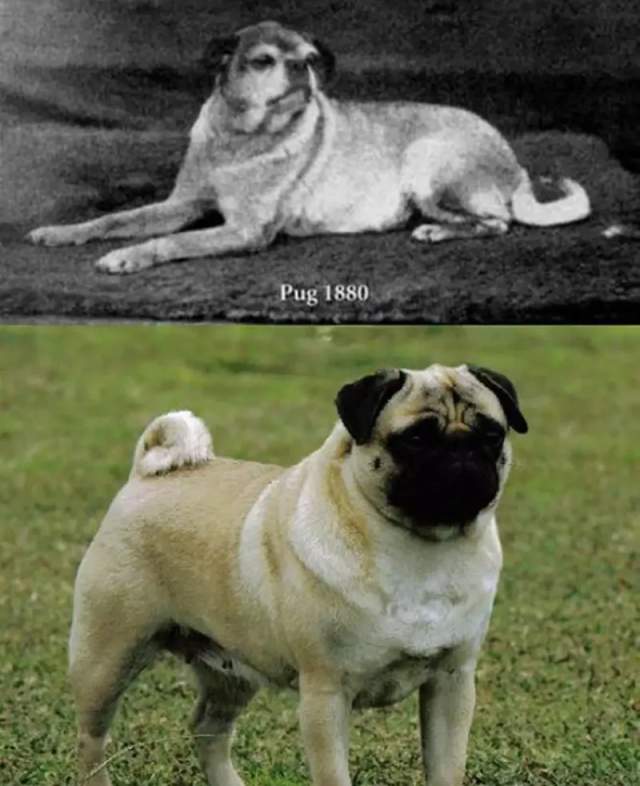 Пёс породы мопс в 1880 году и сейчас, после селекции
