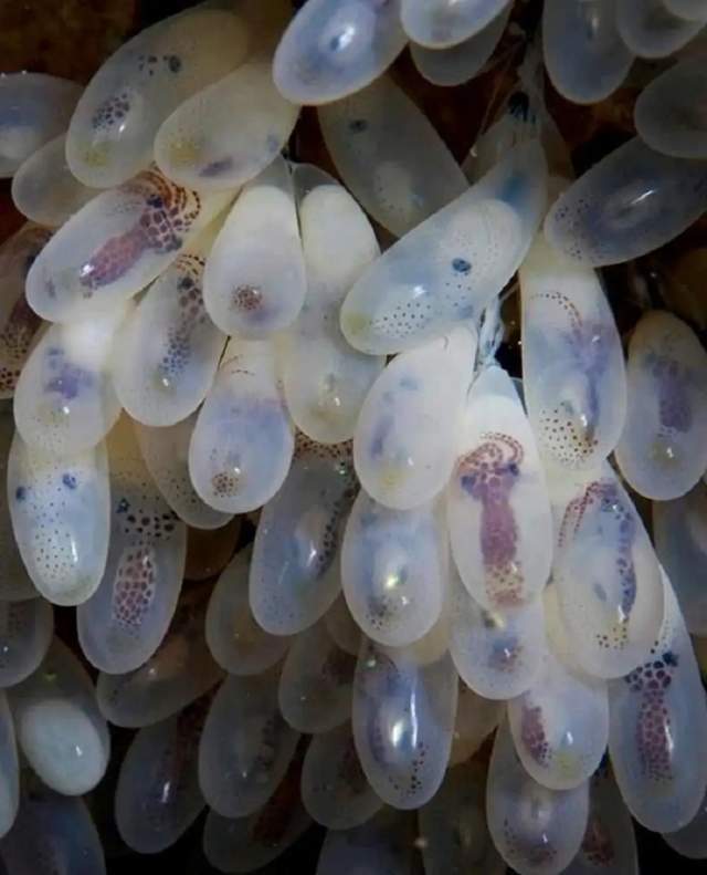 Яйца осьминога. Самки осьминога откладывают яйца только один раз, а затем умирают. В одной &quot;партии&quot; яиц - тысячи детенышей