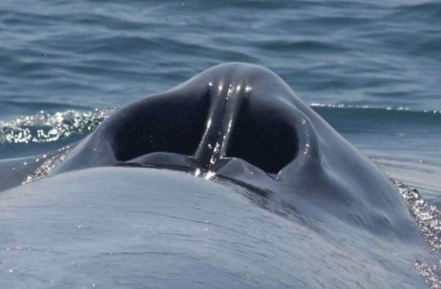 Дыхало кита - это своеобразные ноздри, расположенные в верхней части головы